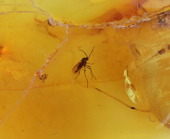 Baltic Amber Gemstone with 40 Million-Year-Old Fly Inclusion