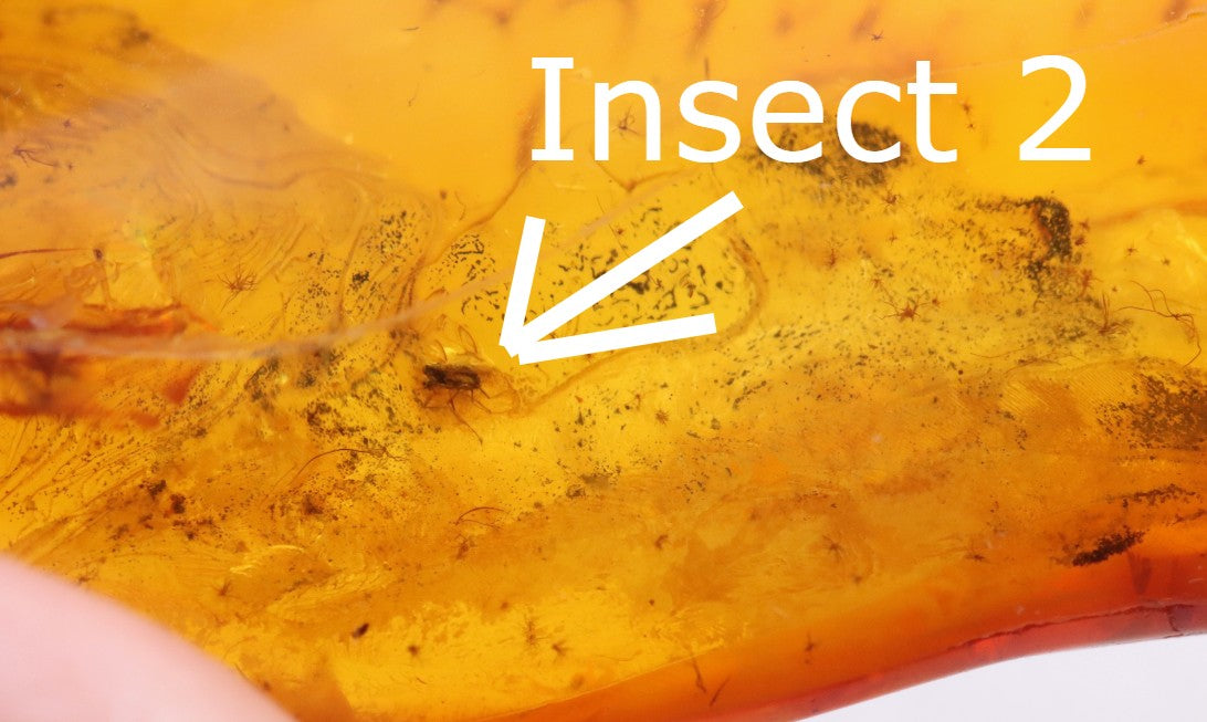 2 X Insect Inclusion in Baltic Amber – Rare Eocene Insect Fossil