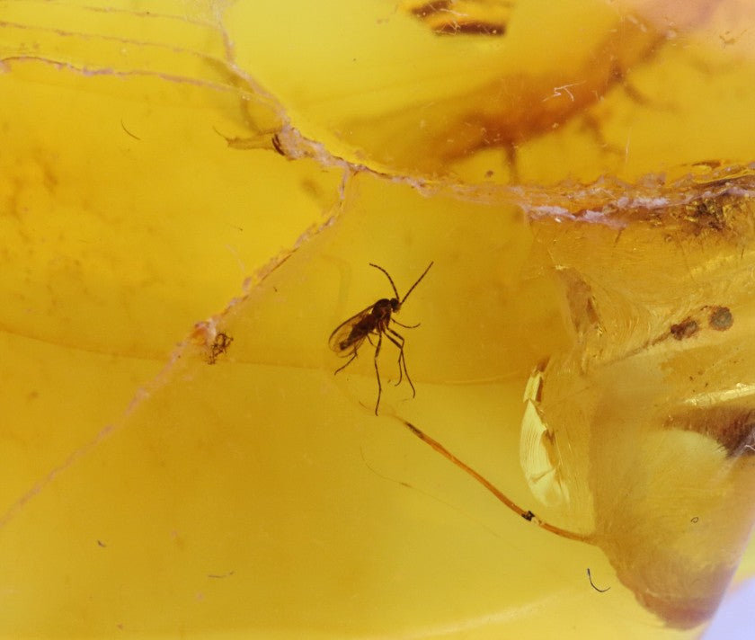 Baltic Amber Gemstone with 40 Million-Year-Old Fly Inclusion