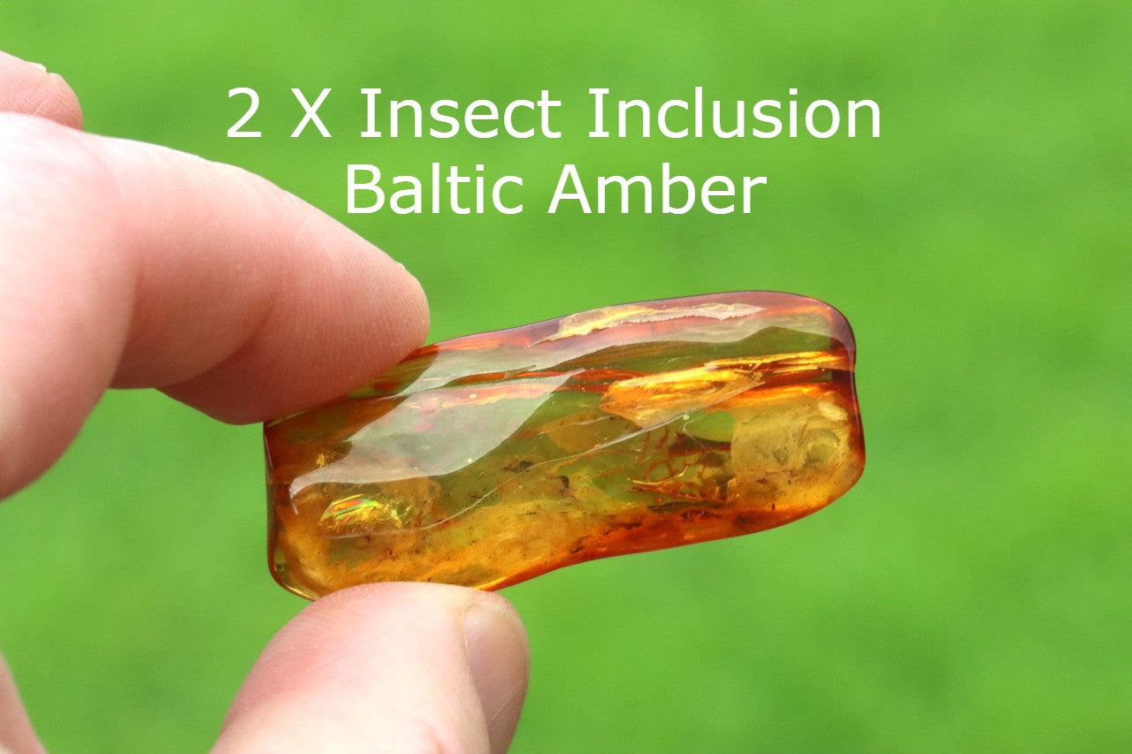 2 X Insect Inclusion in Baltic Amber – Rare Eocene Insect Fossil