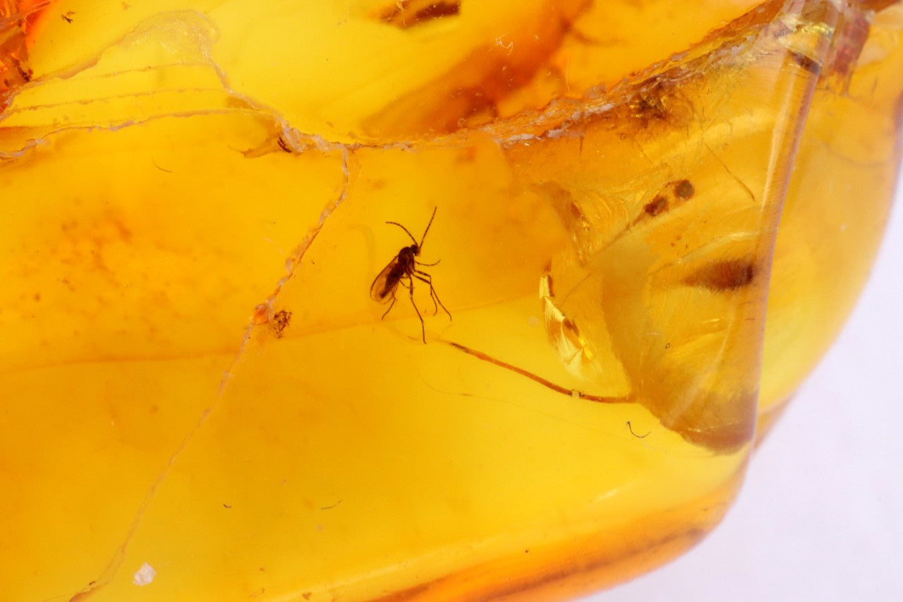 Baltic Amber Gemstone with 40 Million-Year-Old Fly Inclusion
