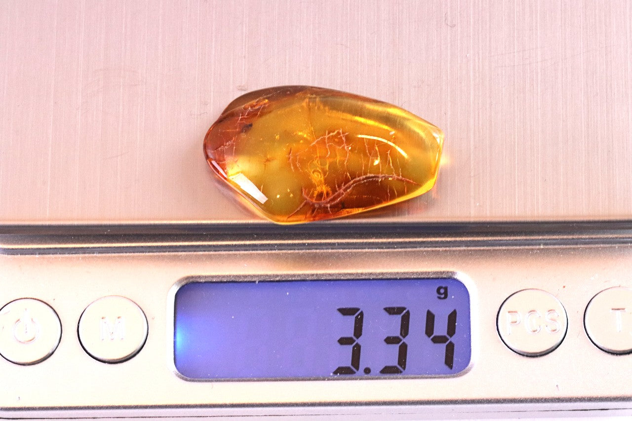 Clear Amber Gem with Fly Inclusions