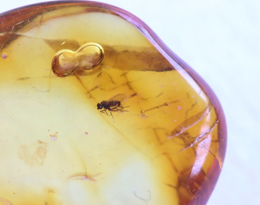 Clear Amber Gem with Fly Inclusions
