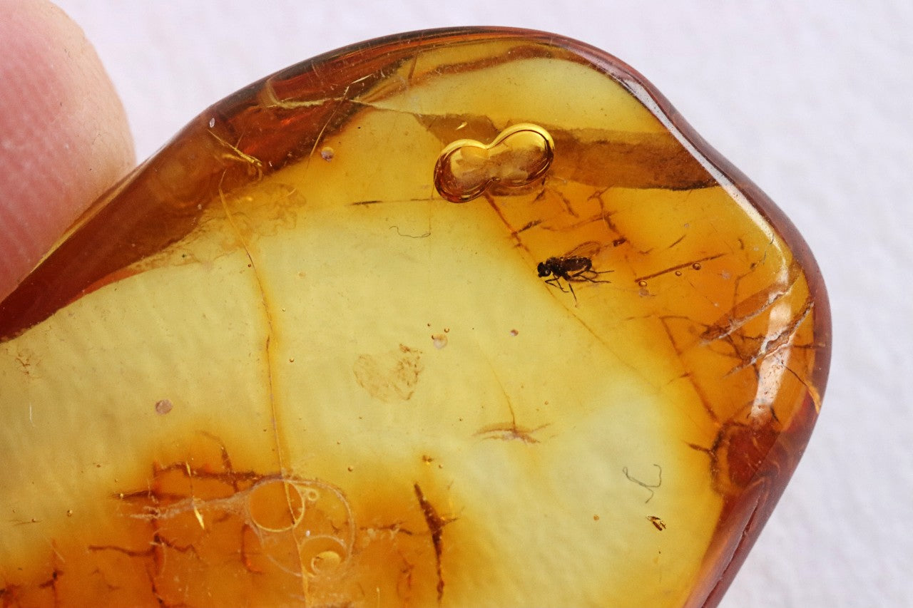 Clear Amber Gem with Fly Inclusions