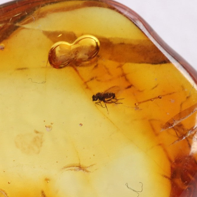 Clear Amber Gem with Fly Inclusions