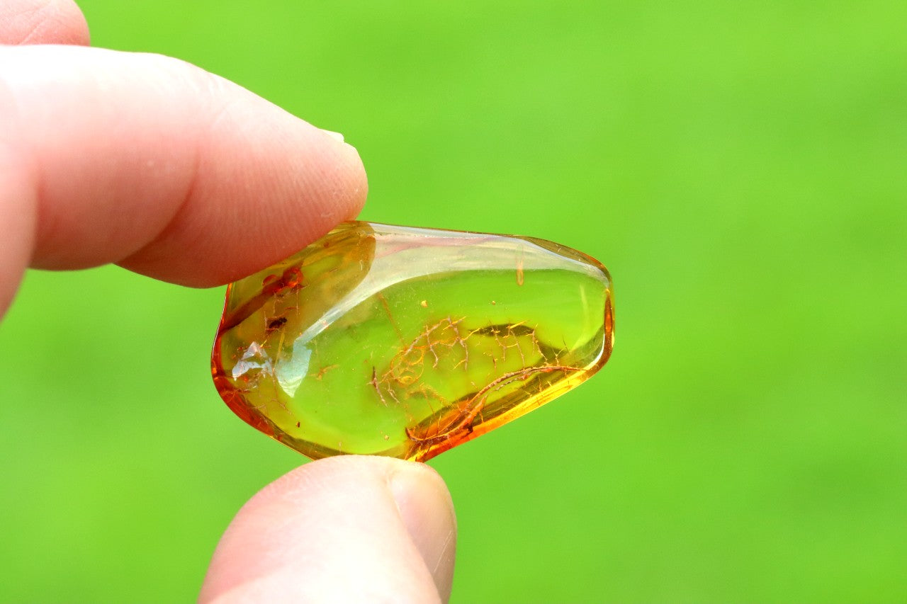 Clear Amber Gem with Fly Inclusions