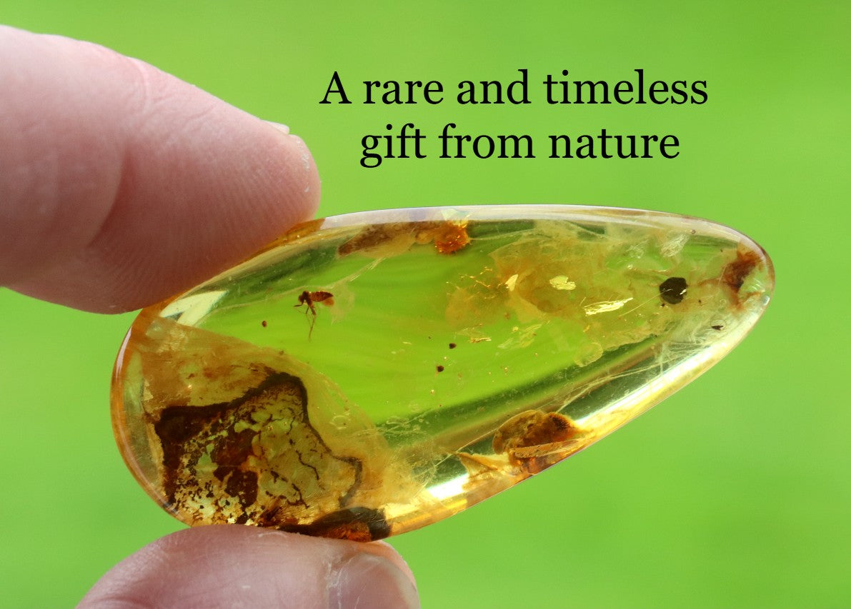 Inclusion in Baltic Amber – Rare Eocene Insect Fossil