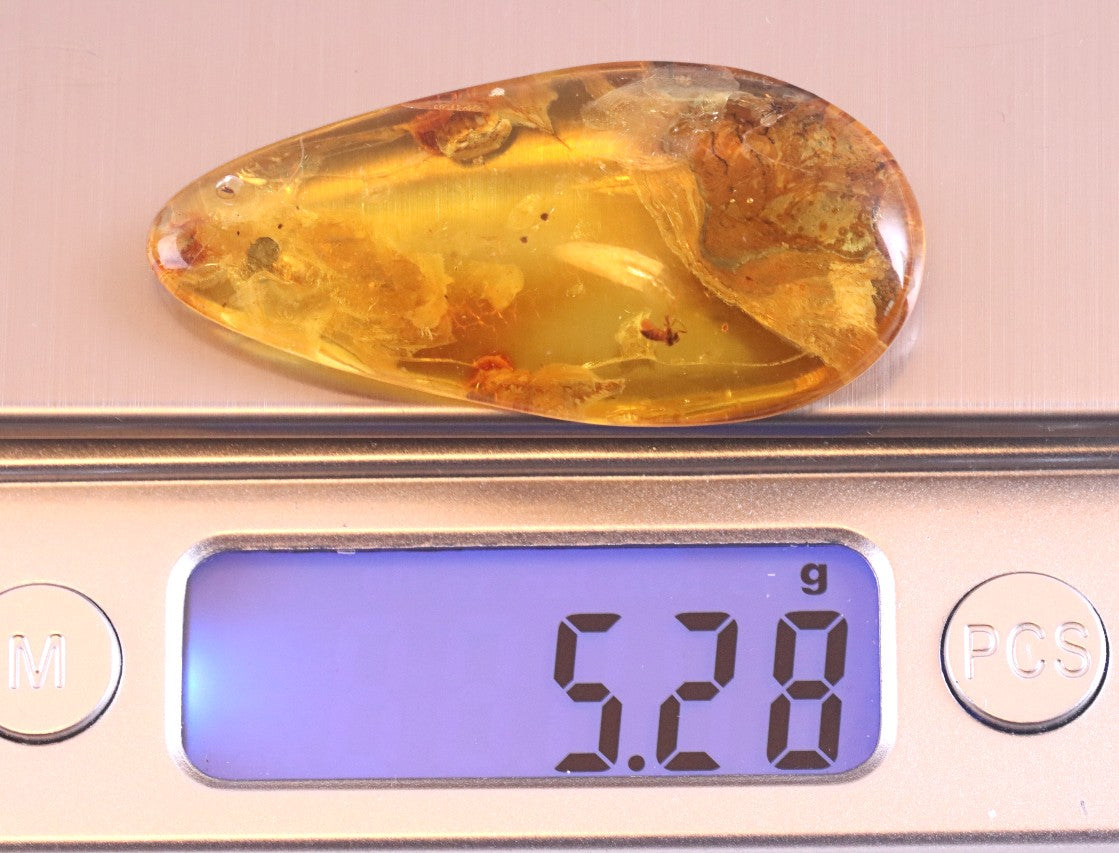 Inclusion in Baltic Amber – Rare Eocene Insect Fossil