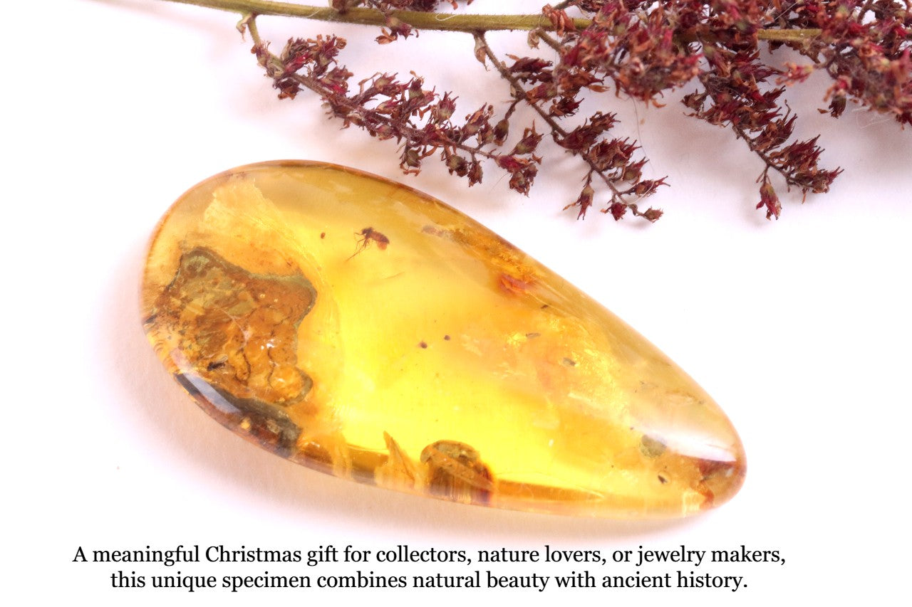 Inclusion in Baltic Amber – Rare Eocene Insect Fossil