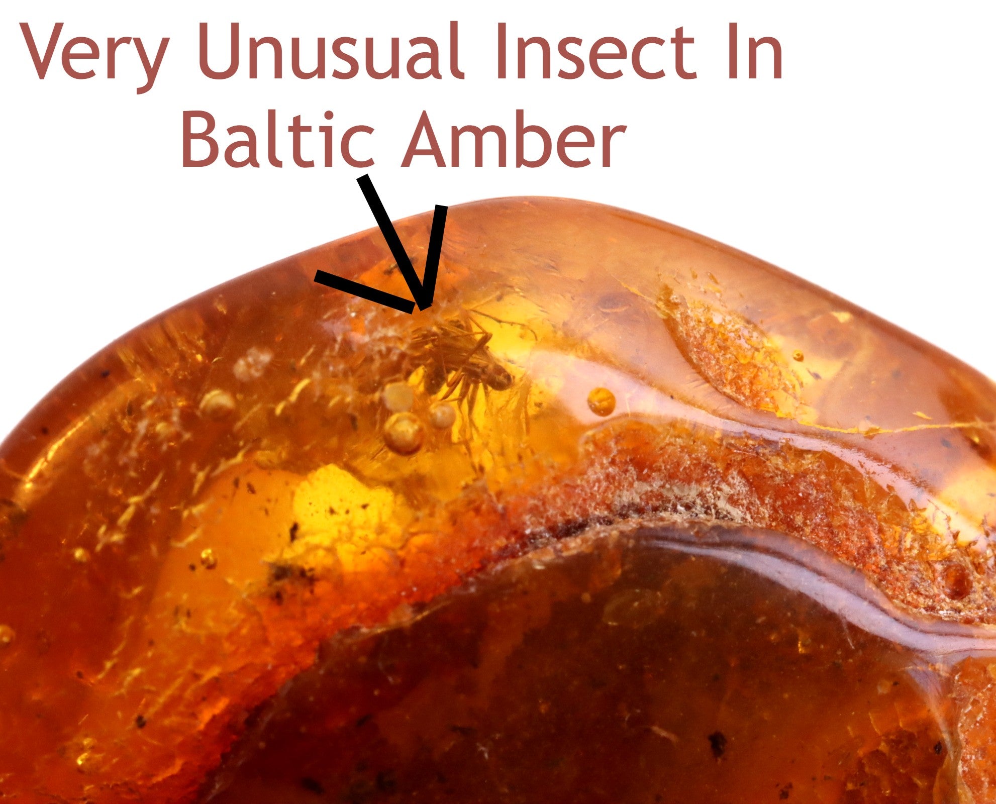 Insect in Amber 40 million year old Insect Inclusion Amulet