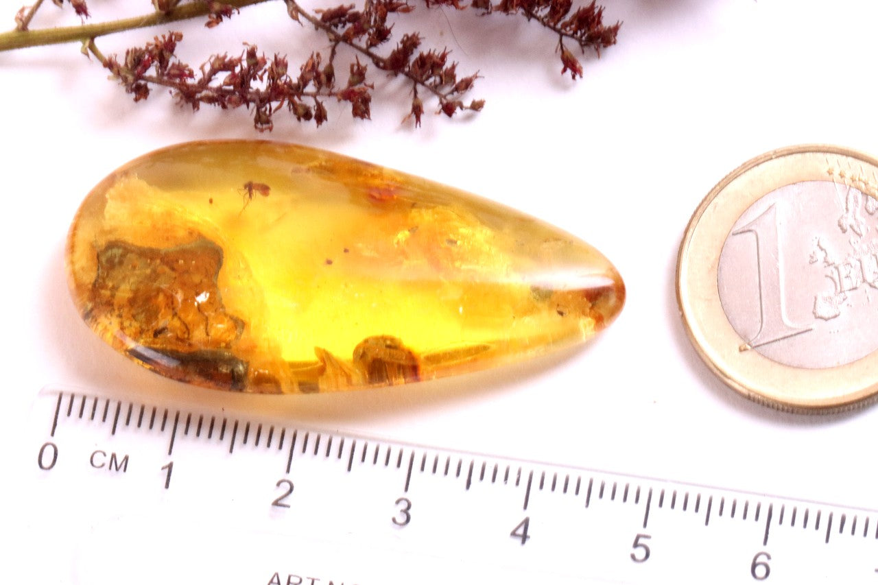Inclusion in Baltic Amber – Rare Eocene Insect Fossil