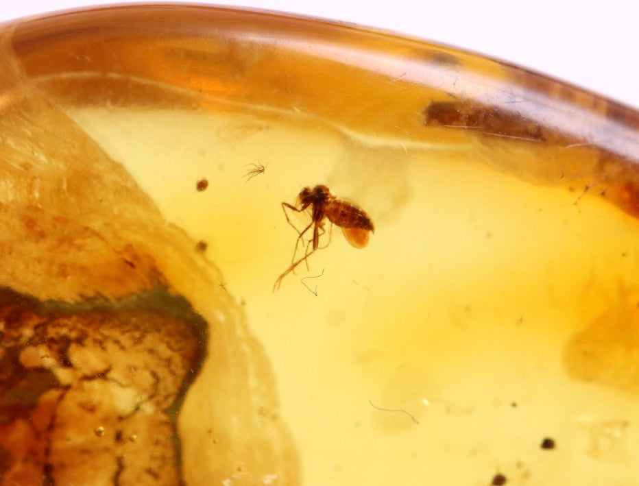 Inclusion in Baltic Amber – Rare Eocene Insect Fossil