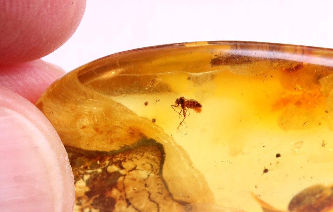Inclusion in Baltic Amber – Rare Eocene Insect Fossil