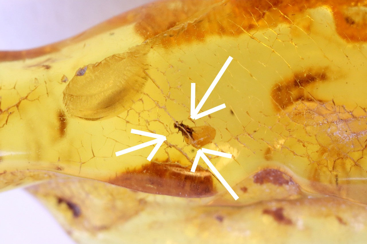 40 million year old Natural Amber Amulet With Fly Inclusion