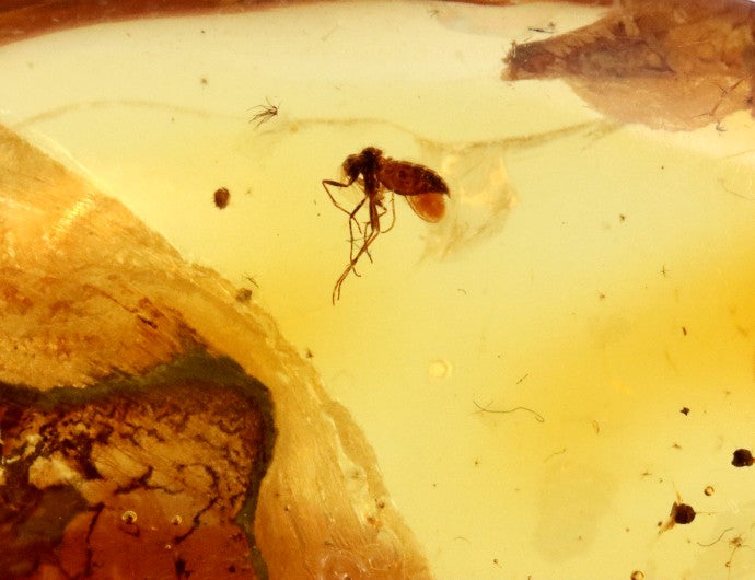 Inclusion in Baltic Amber – Rare Eocene Insect Fossil