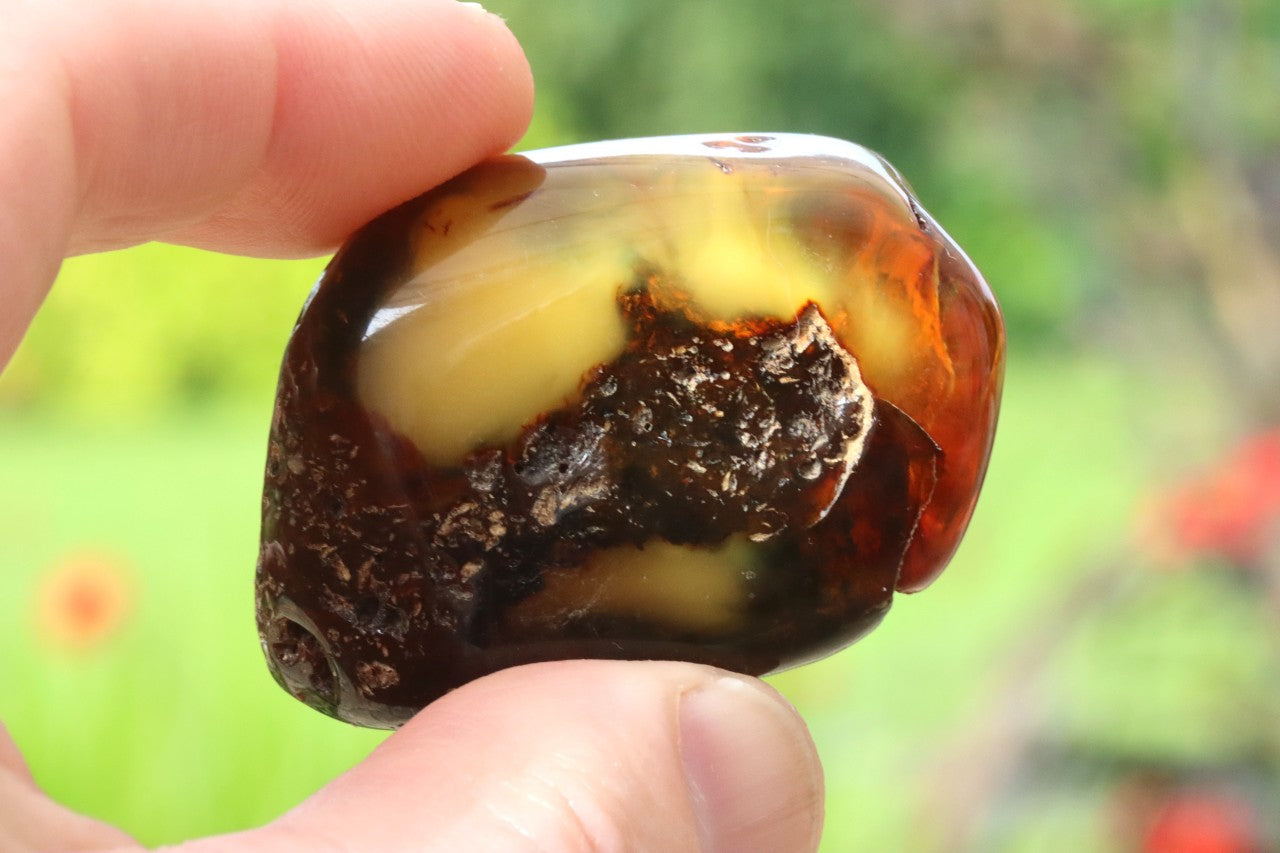 Unique Baltic Amber Gemstone Presentation Box Included
