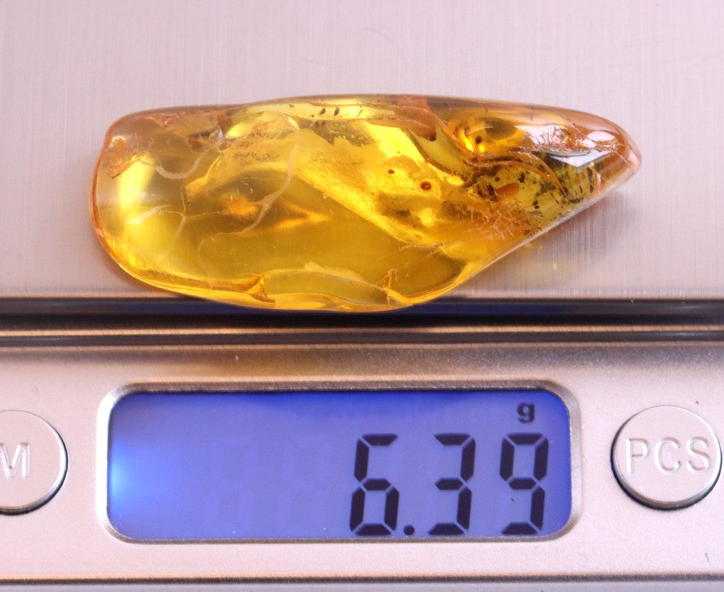 Natural Baltic Amber Gemstone with insect