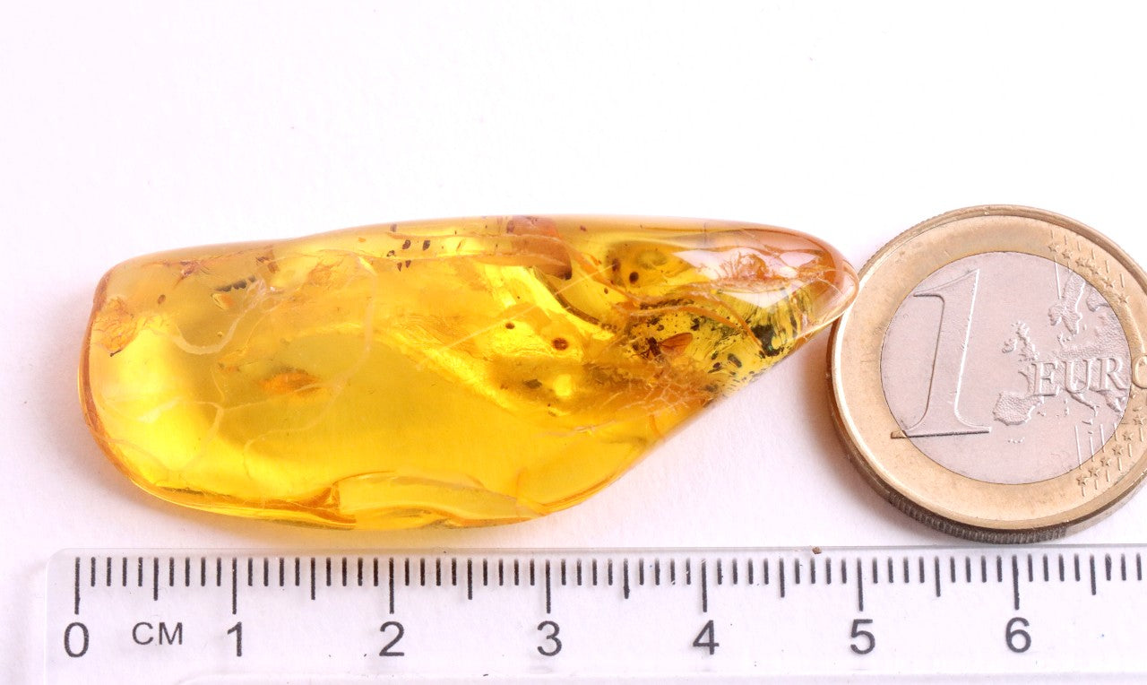 Natural Baltic Amber Gemstone with insect