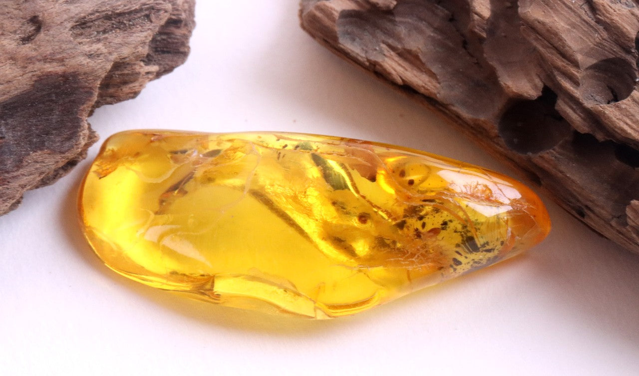 Natural Baltic Amber Gemstone with insect