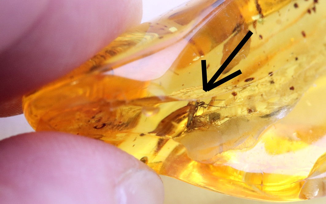 Natural Baltic Amber Gemstone with insect