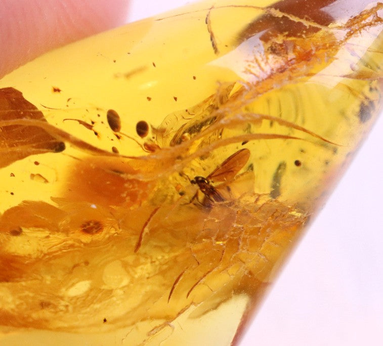 Natural Baltic Amber Gemstone with insect