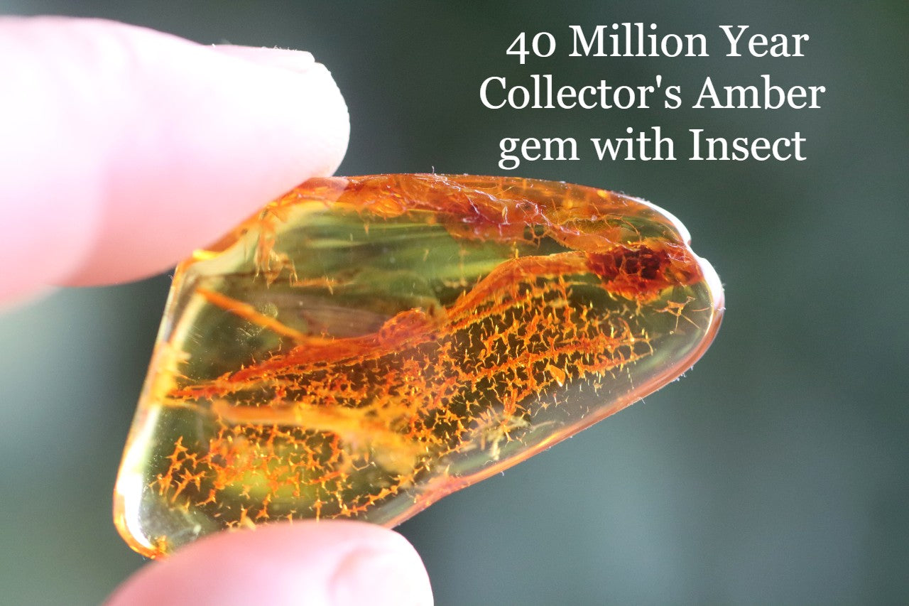 40 Million Year Collector's Amber gem with Insect