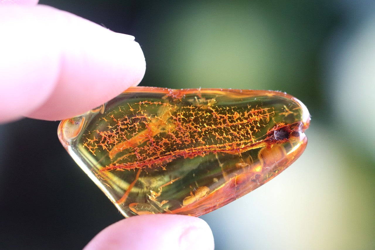 40 Million Year Collector's Amber gem with Insect