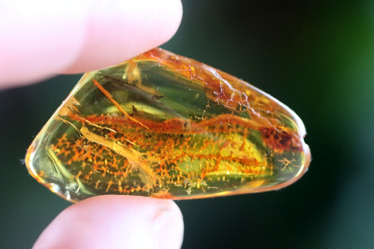 40 Million Year Collector's Amber gem with Insect