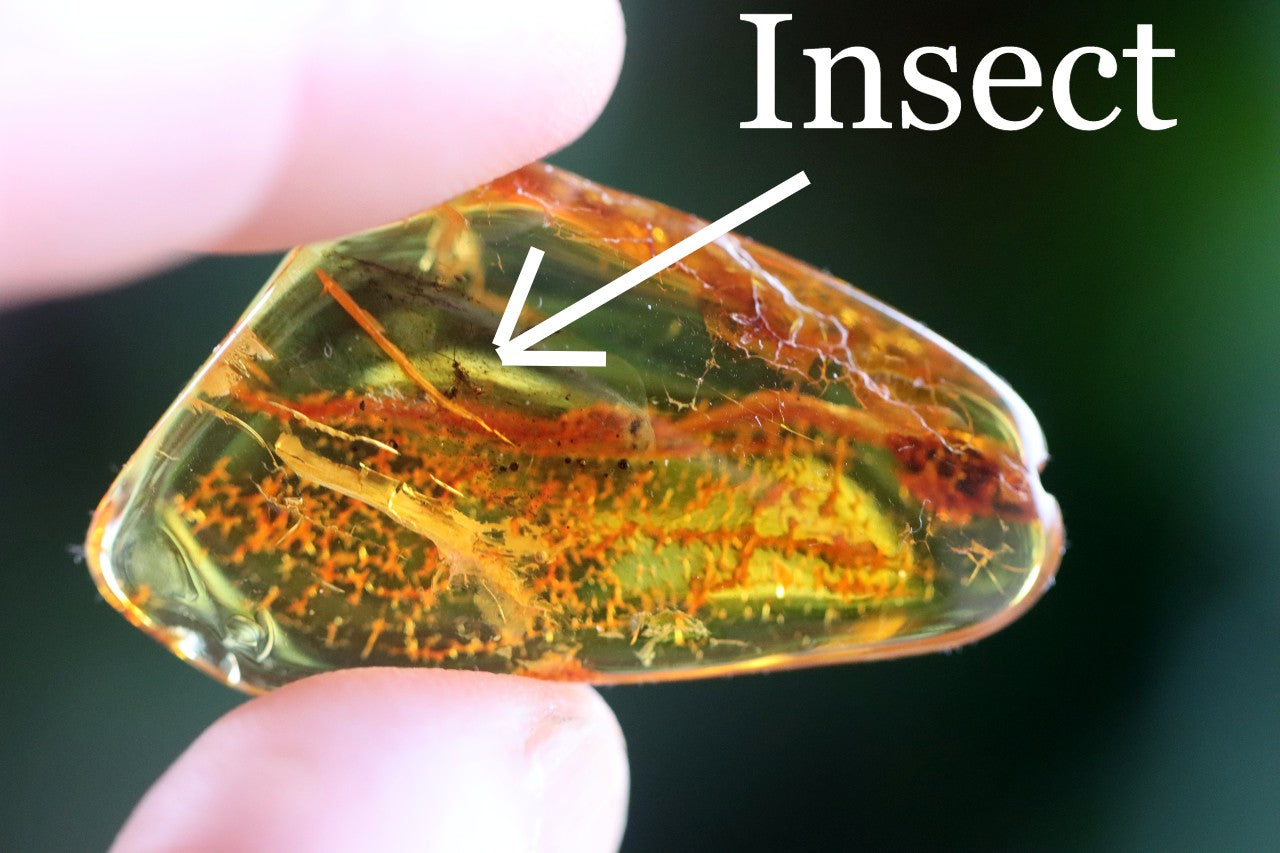 40 Million Year Collector's Amber gem with Insect