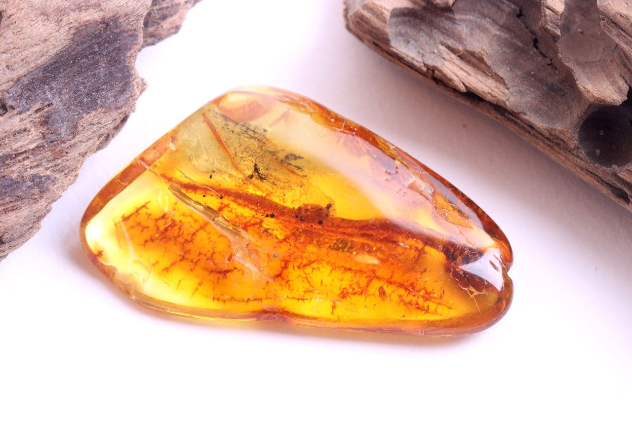 40 Million Year Collector's Amber gem with Insect