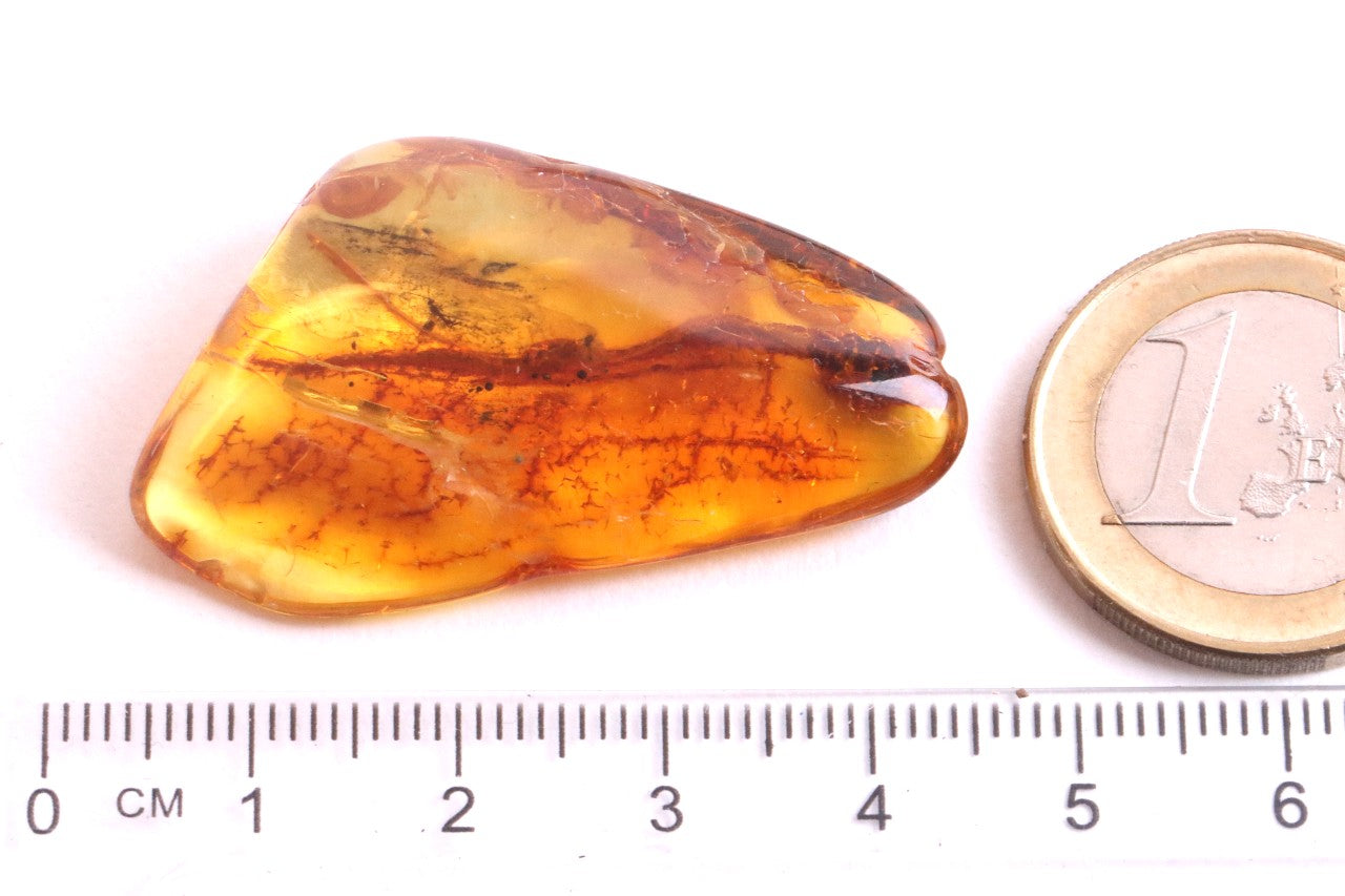 40 Million Year Collector's Amber gem with Insect