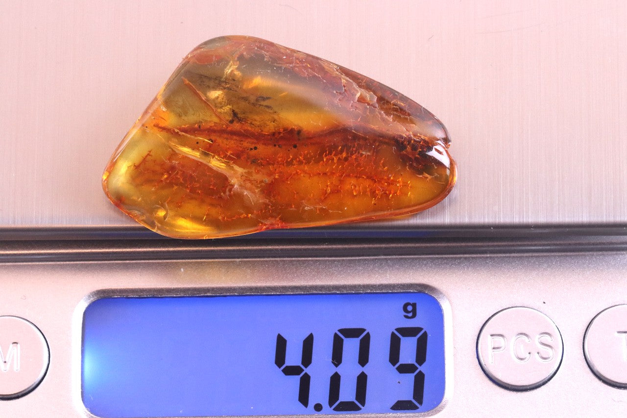 40 Million Year Collector's Amber gem with Insect