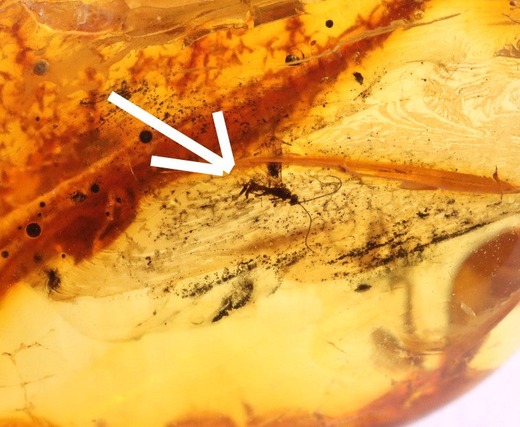 40 Million Year Collector's Amber gem with Insect