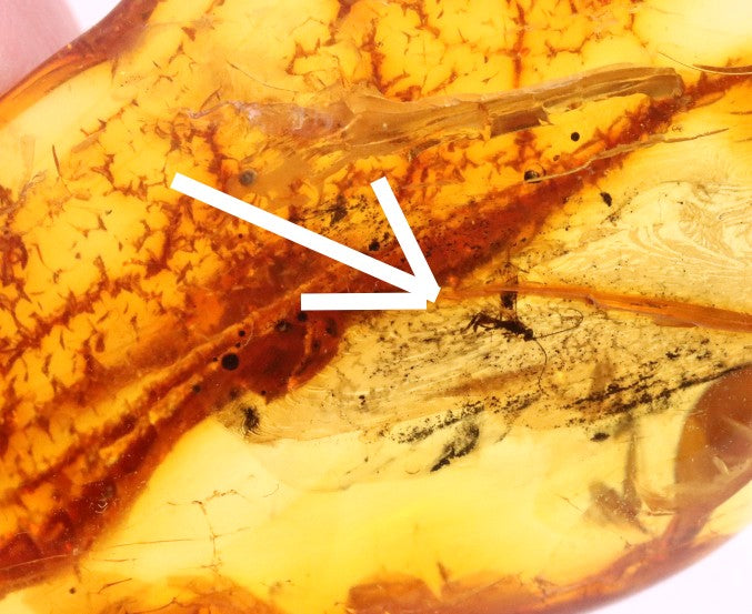 40 Million Year Collector's Amber gem with Insect