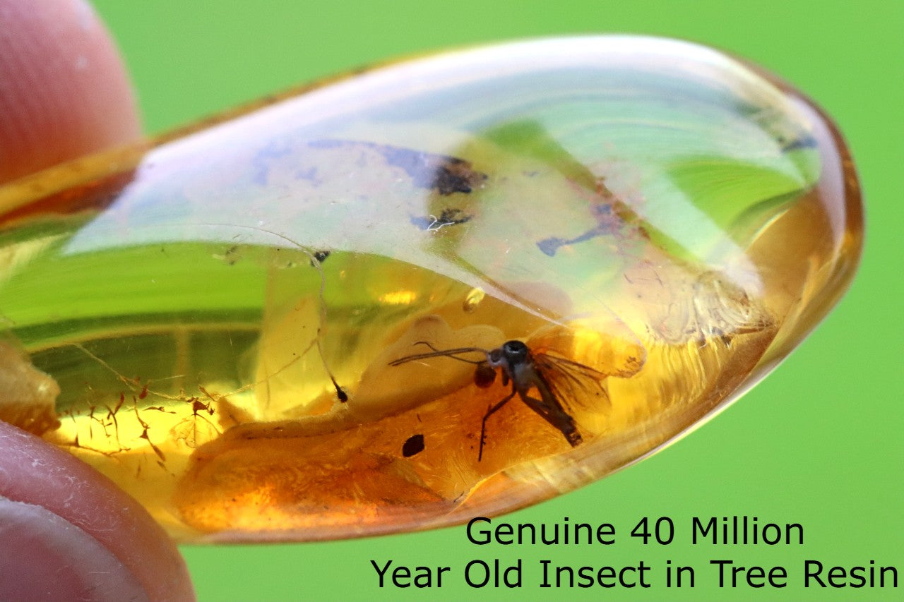 Authentic Fossil Amber Gem