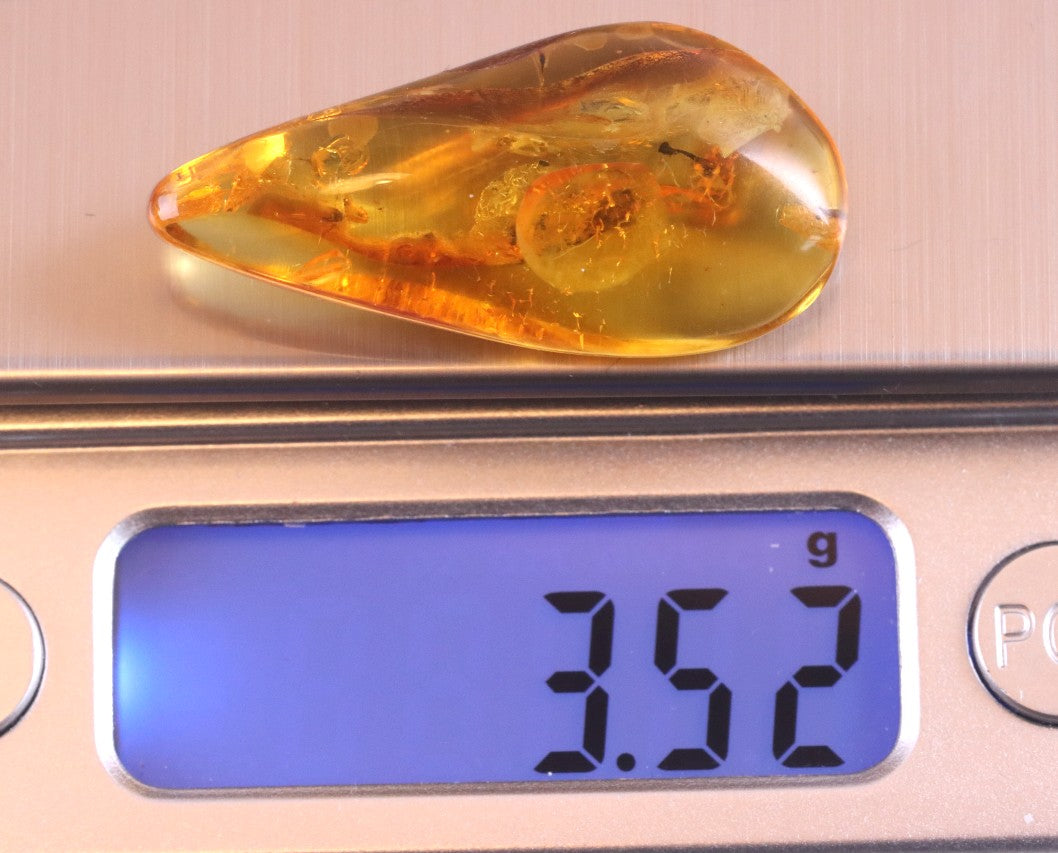 Authentic Fossil Amber Gem