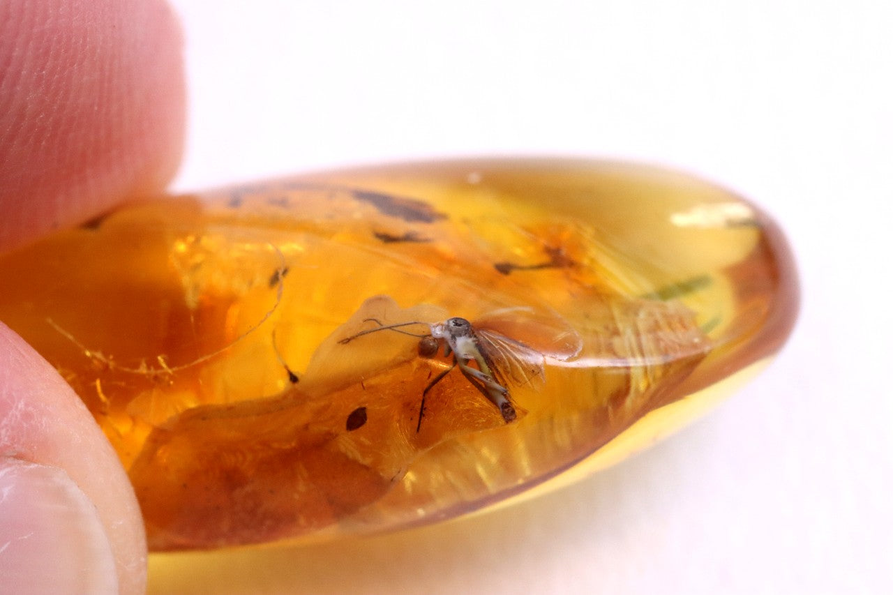 Authentic Fossil Amber Gem