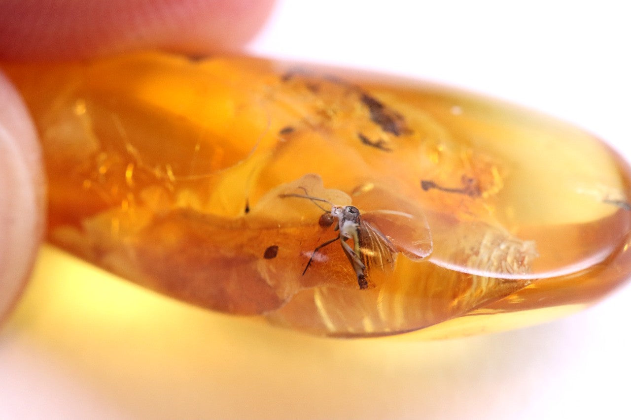 Authentic Fossil Amber Gem