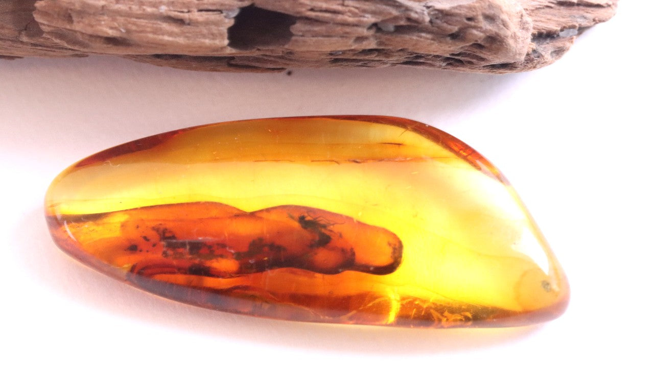 Baltic Amber Inclusion Collector's Gem