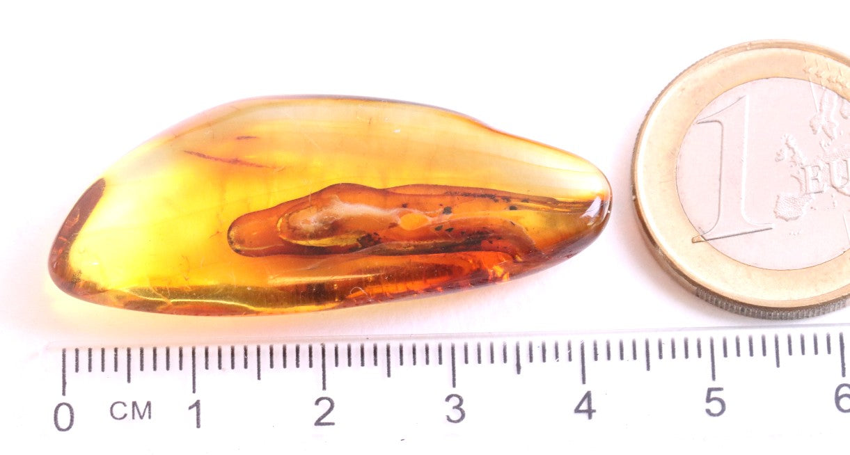 Baltic Amber Inclusion Collector's Gem