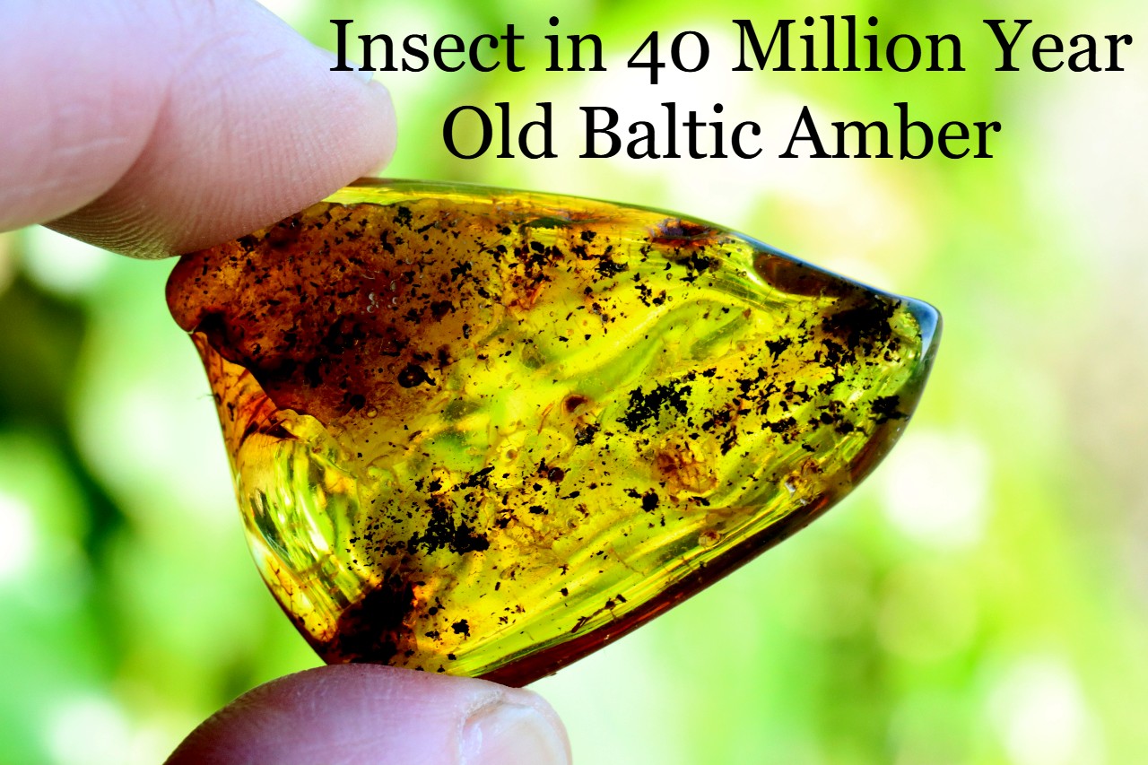 Fly in 40 Million Year Old Baltic Amber