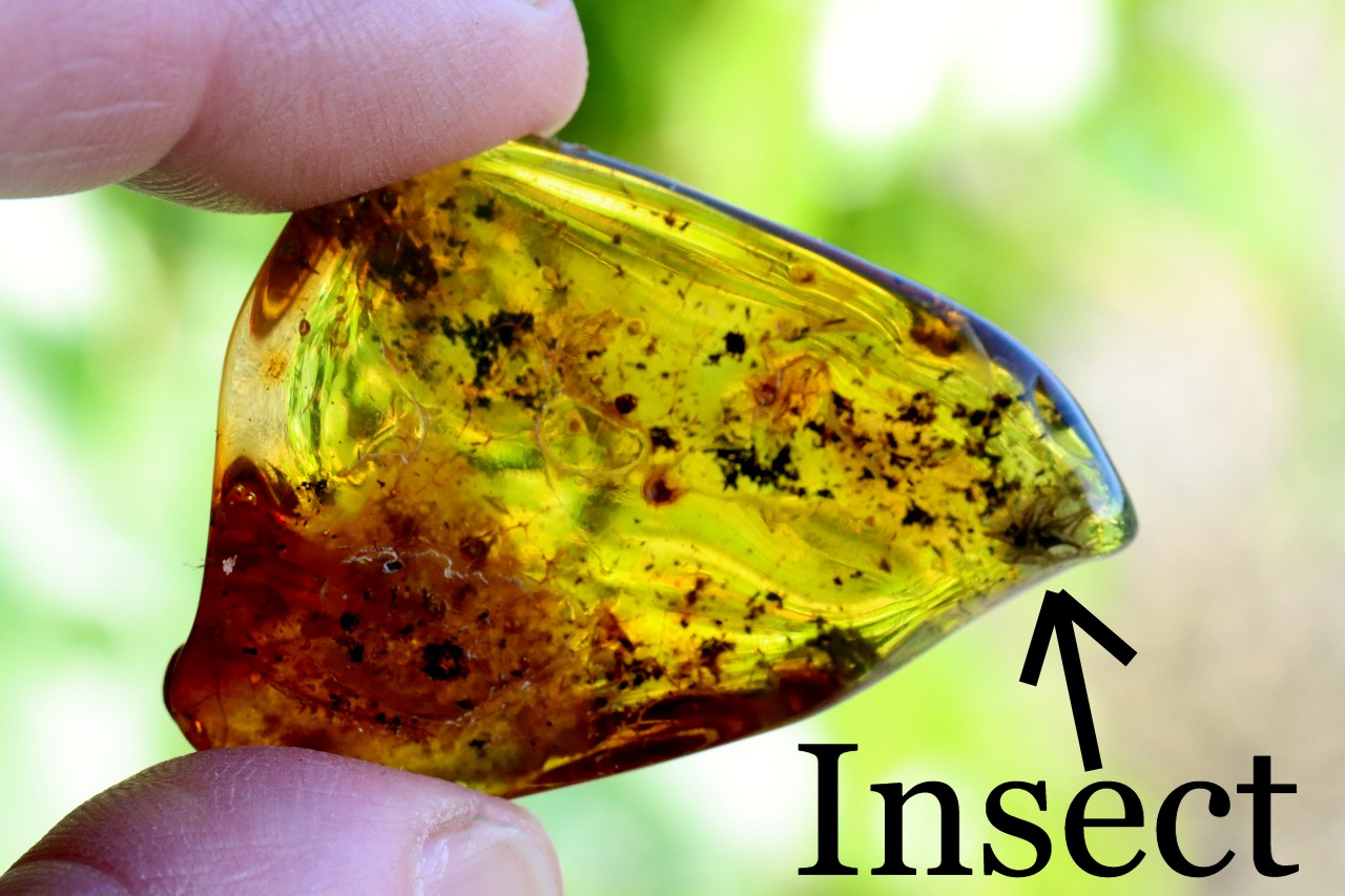 Fly in 40 Million Year Old Baltic Amber