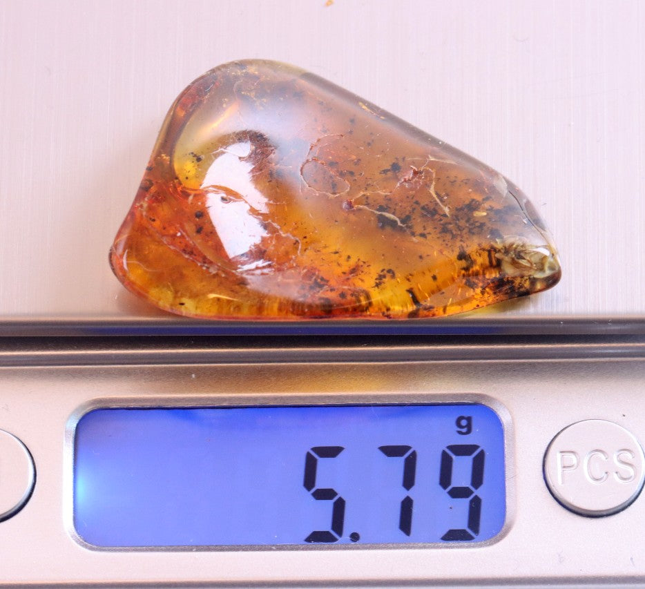 Fly in 40 Million Year Old Baltic Amber