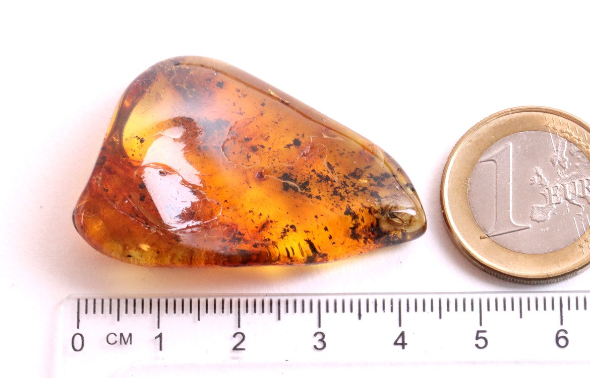 Fly in 40 Million Year Old Baltic Amber