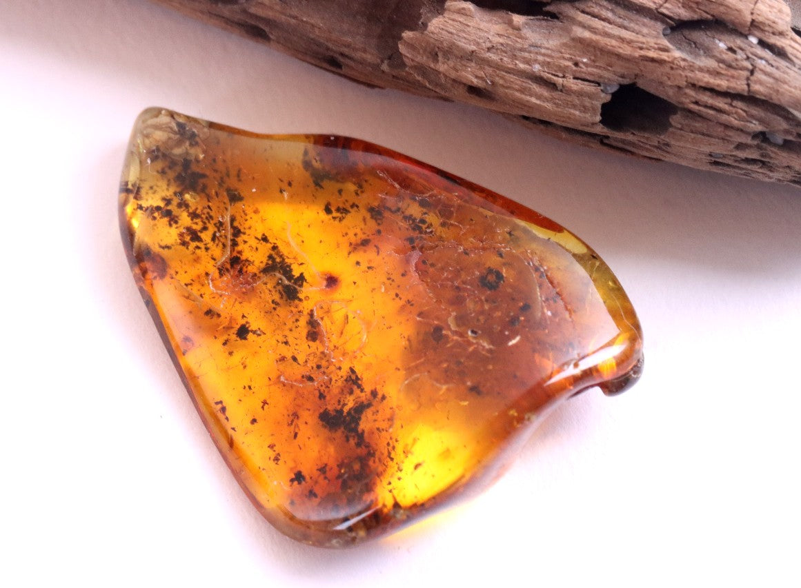 Fly in 40 Million Year Old Baltic Amber