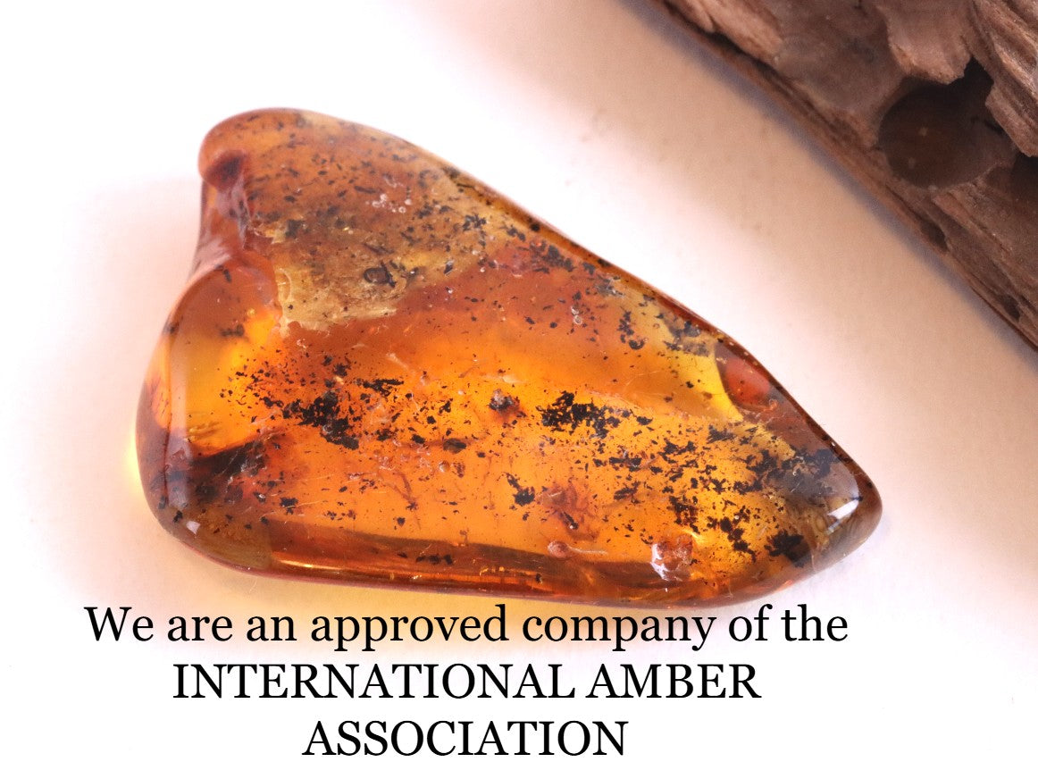 Fly in 40 Million Year Old Baltic Amber