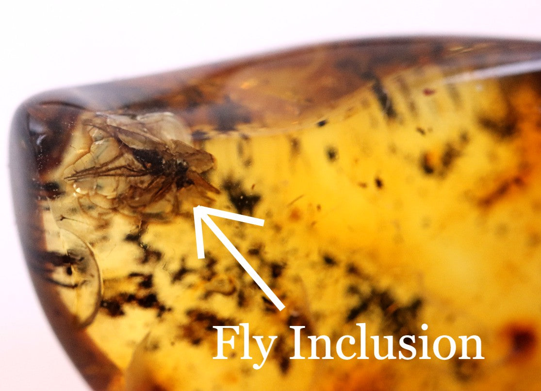 Fly in 40 Million Year Old Baltic Amber