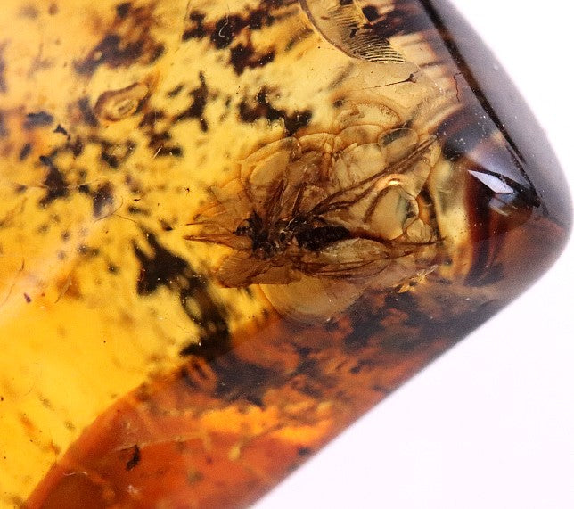 Fly in 40 Million Year Old Baltic Amber