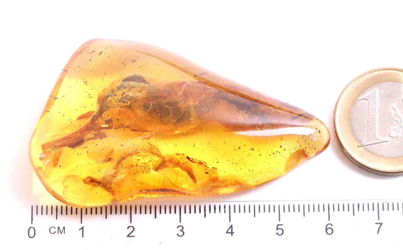 Smooth Baltic Amber Gemstone