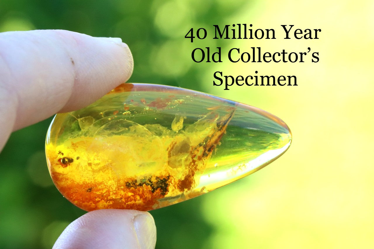 Polished Baltic Amber with 3 Insect Inclusions
